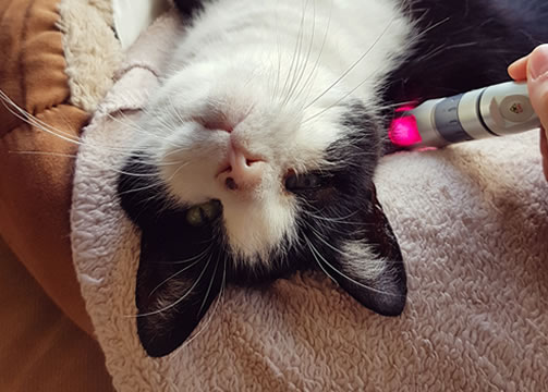 Laser therapy1 Laser therapy1