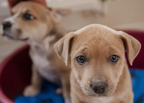 Young Dogs