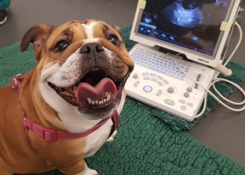 Pet Health - Digital imaging ultrasonography